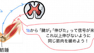 筋肉を緩める（神経抑制について）